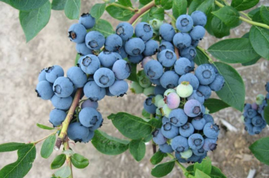 蓝莓苗几年结果呢