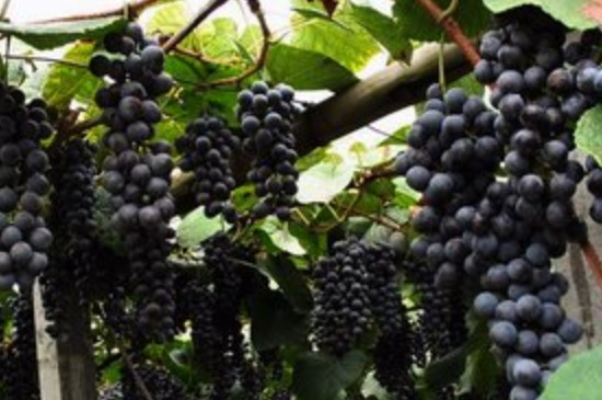 葡萄属于缠绕藤本植物吗