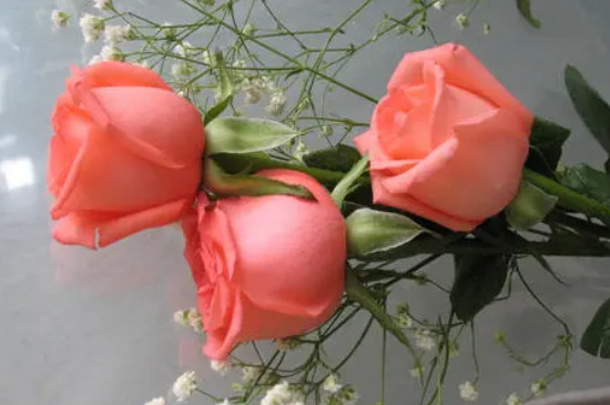 粉色玫瑰的花语是什么意思