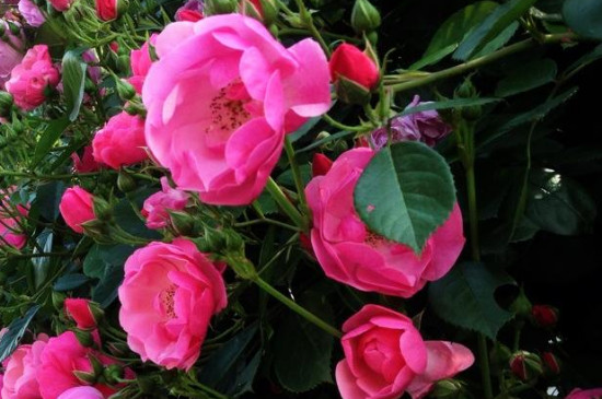 蔷薇的花语与寓意是什么
