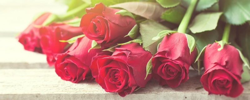 玫瑰花的花语是什么