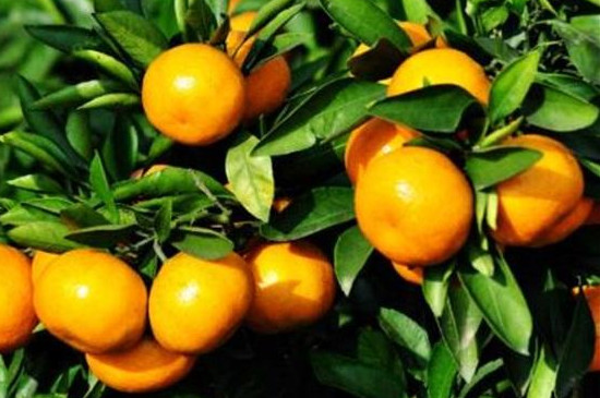 柑橘修剪时间和方法