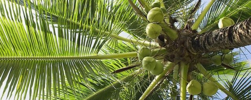 椰子是裸子植物还是被子植物