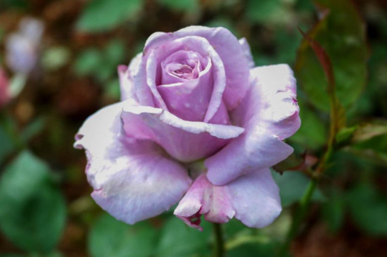 紫色玫瑰花代表什么意思