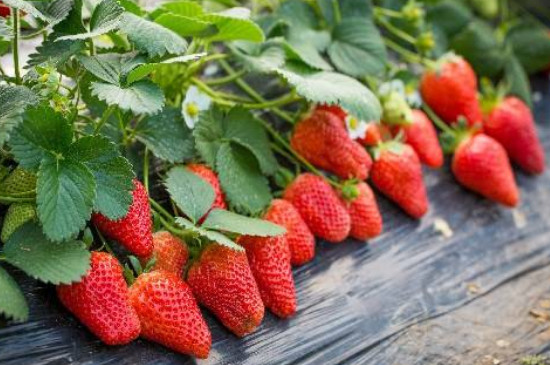越秀草莓品种介绍