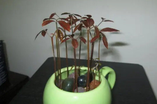 桂圆种子盆栽方法