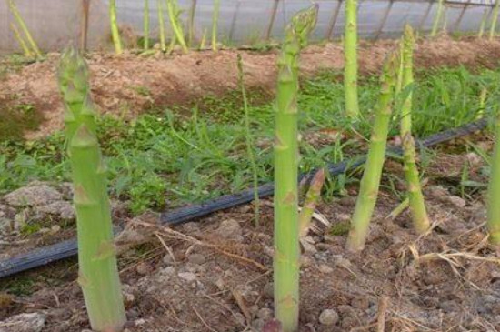 绿芦笋种植时间和方法