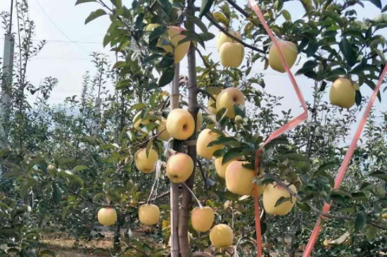 维纳斯黄金苹果品种介绍