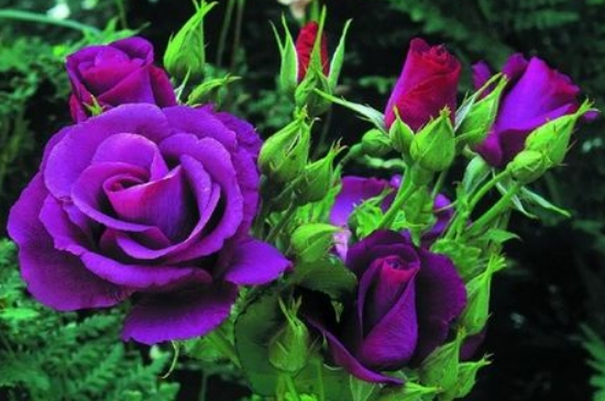 紫色玫瑰的花语是什么意思