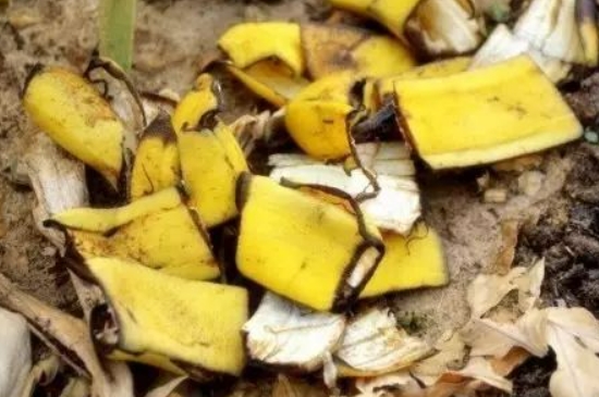 香蕉皮怎么做肥料养花肥料 365betcom