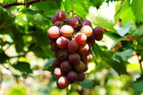 葡萄属于哪一种藤本植物