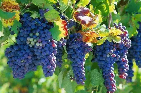 葡萄属于哪一种藤本植物