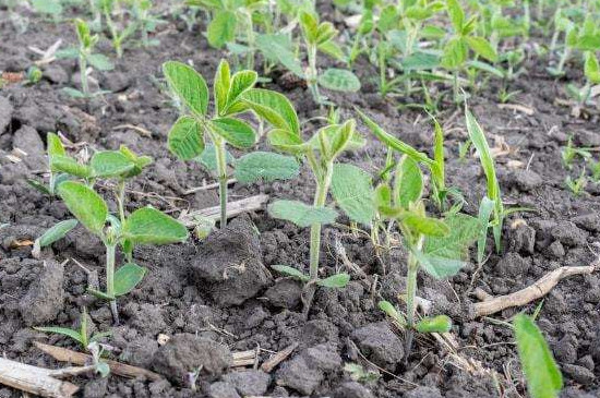 黄豆苗的种植方法步骤