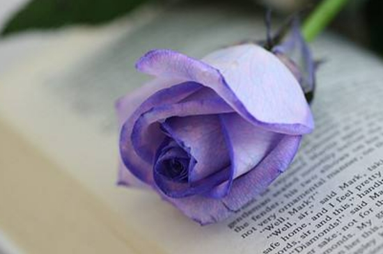 紫玫瑰花语是什么意思