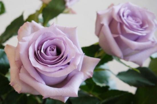 紫玫瑰花语是什么意思