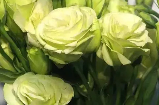 绿色桔梗花的花语