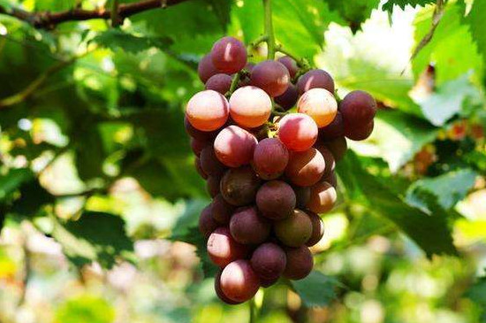 葡萄是哪种藤本植物