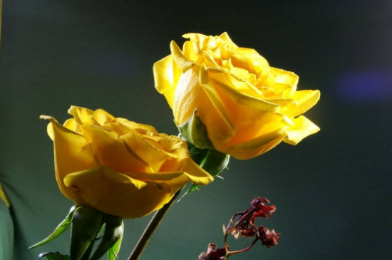 黄玫瑰的寓意和象征