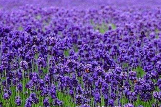 紫罗兰的花语和寓意
