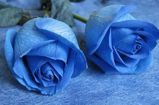 蓝色玫瑰的花语是什么