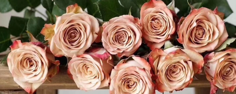 卡布奇诺玫瑰是天然色吗