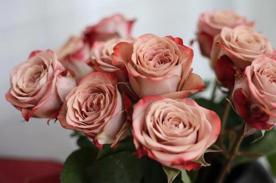 卡布奇诺玫瑰是天然色吗