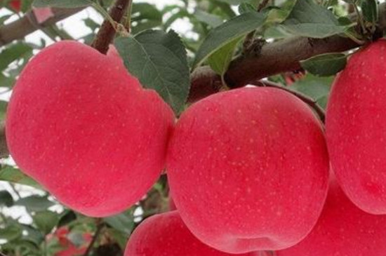 瑞香红苹果苗品种介绍