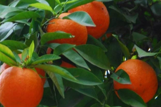 橘子树几年才能开花结果