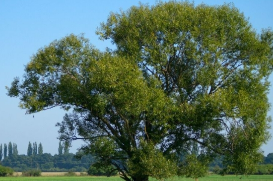保护树木的十种方法
