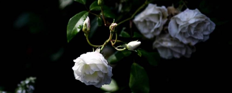 白色山茶花的花语是什么