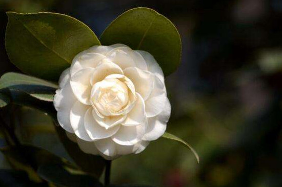 白色山茶花的花语是什么