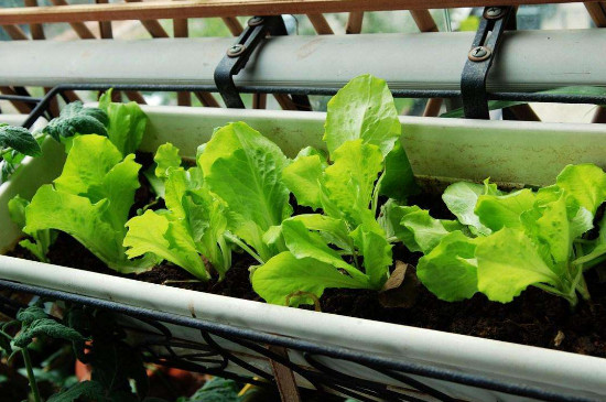 阳台种植蔬菜的技术和方法