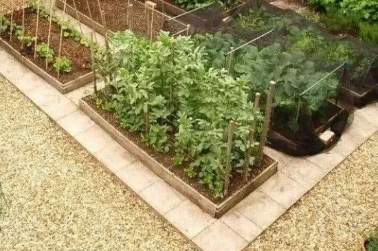 阳台种植蔬菜的技术和方法