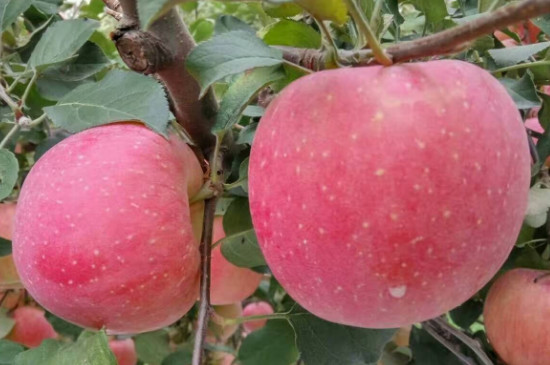 水蜜桃苹果品种介绍