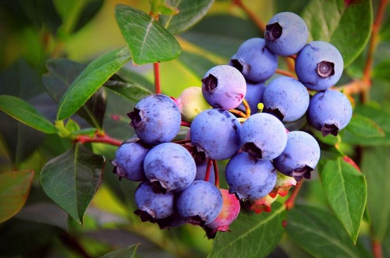 蓝莓生长土壤的酸性是多少
