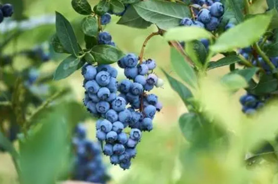 蓝莓生长土壤的酸性是多少