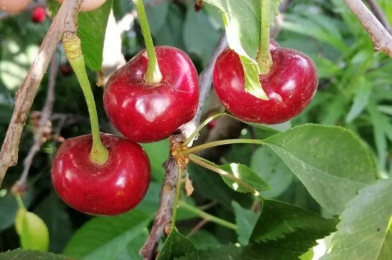 塔玛拉大樱桃品种介绍