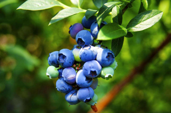 蓝莓适合土壤的ph值是多少?