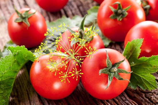 番茄种子特征