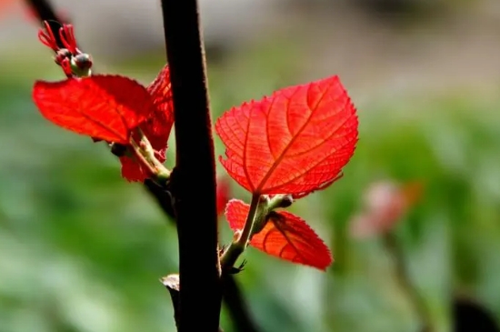 嫩叶为什么多呈红色?防止病虫害还是防紫外线