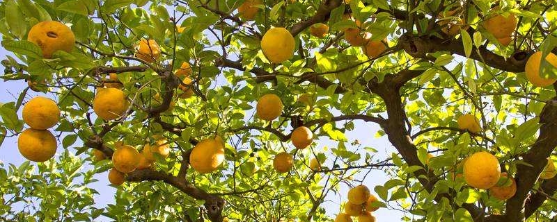 柠檬树象征着什么意思