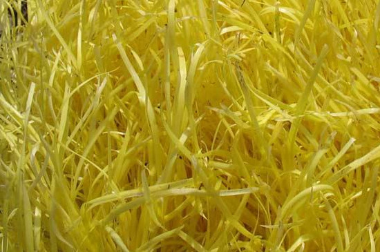 冬天韭黄最简单种植方法