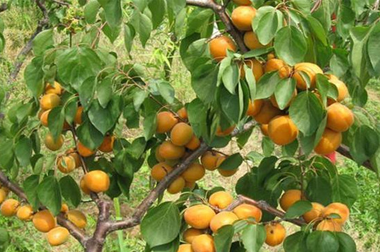 珍珠油杏品种介绍