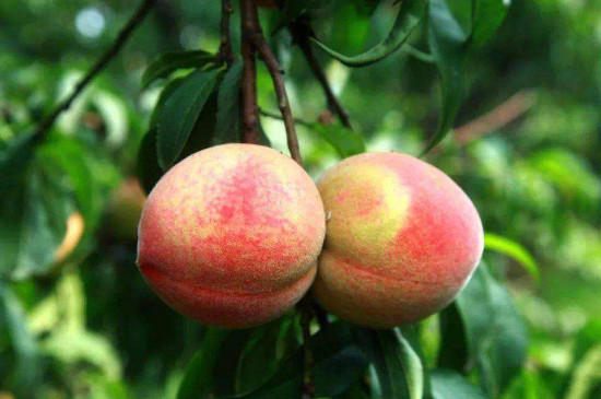 桃子是被子植物吗