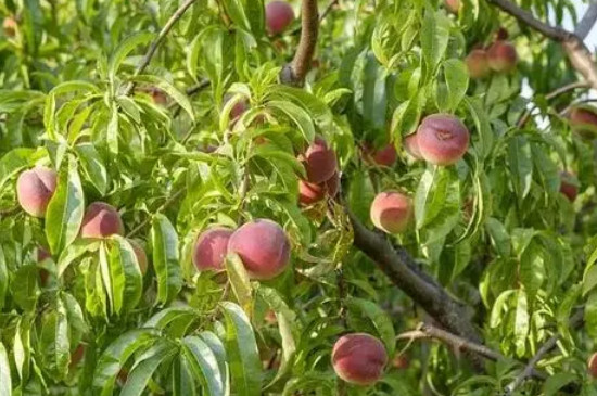 桃子是被子植物吗