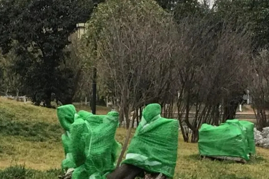 树木防冻包裹方法