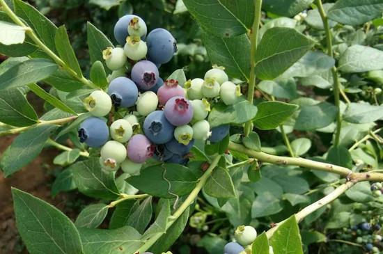 蓝莓适合生长的温度是多少