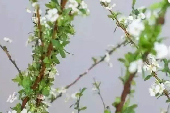 雪柳干枝为什么能开花