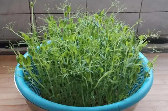 豌豆苗水培方法