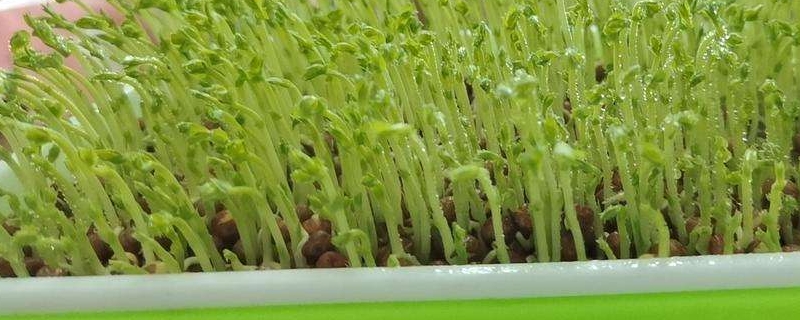 豌豆苗水培方法